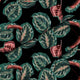 Red Tropical Maranta-Lincoln