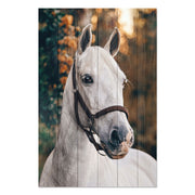 Bild Wood White Horse-50x70 cm
