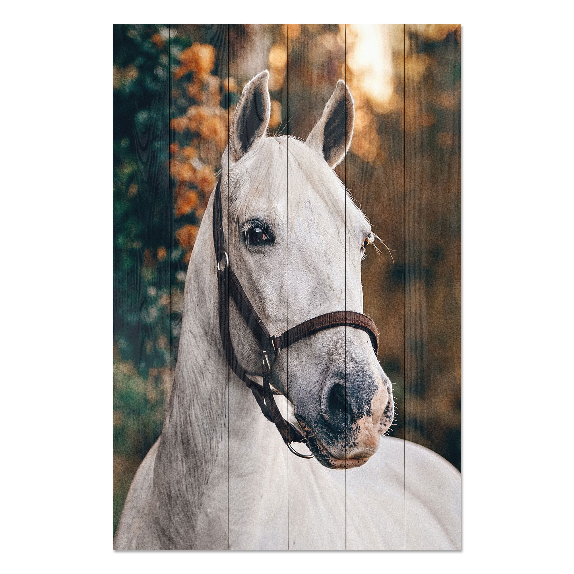 Bild Wood White Horse-50x70 cm