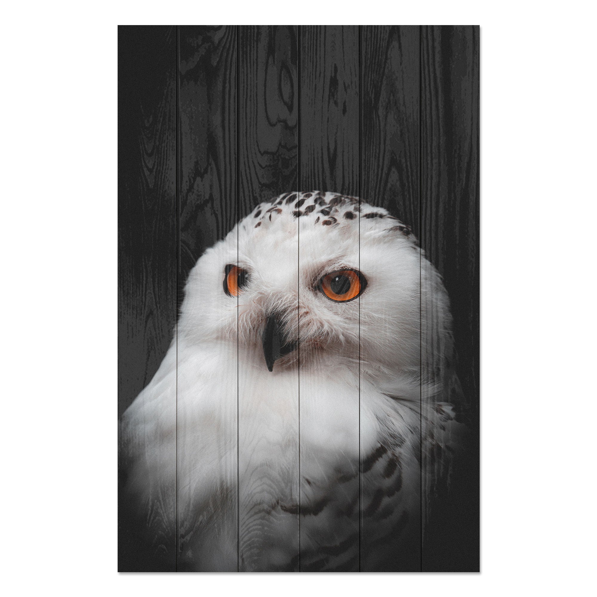 Wood Picture Owl Portrait-30x30 cm