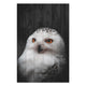 Obraz Wood Owl Portrait-30x40 cm