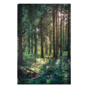 Obraz Wood Forest in the Morning-30x30 cm